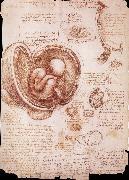 LEONARDO da Vinci The embryo in the Uterus France oil painting artist